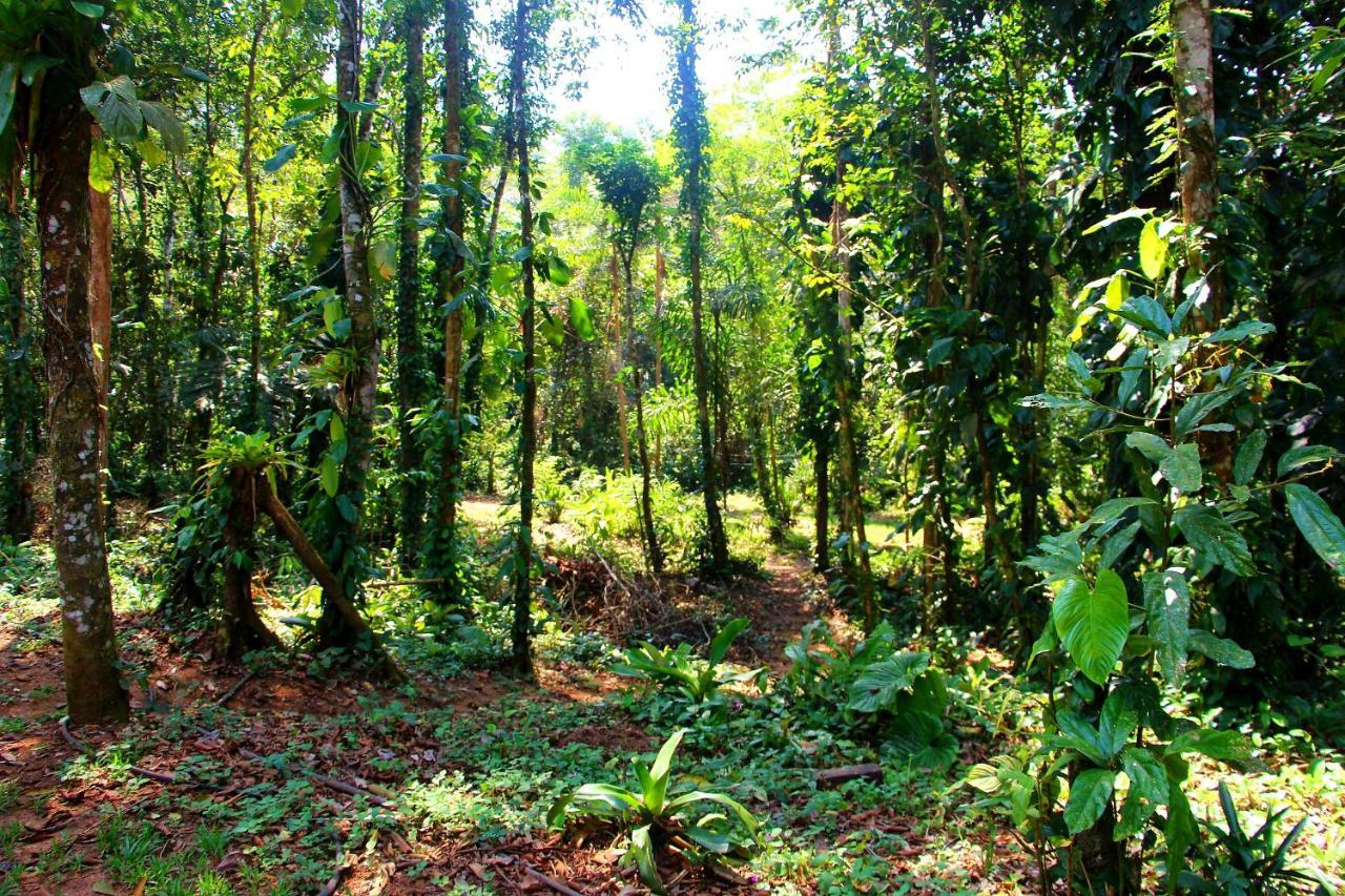 Sitio Das Bromelias Cachoeira Do Tombador Ubatuba Exteriér fotografie