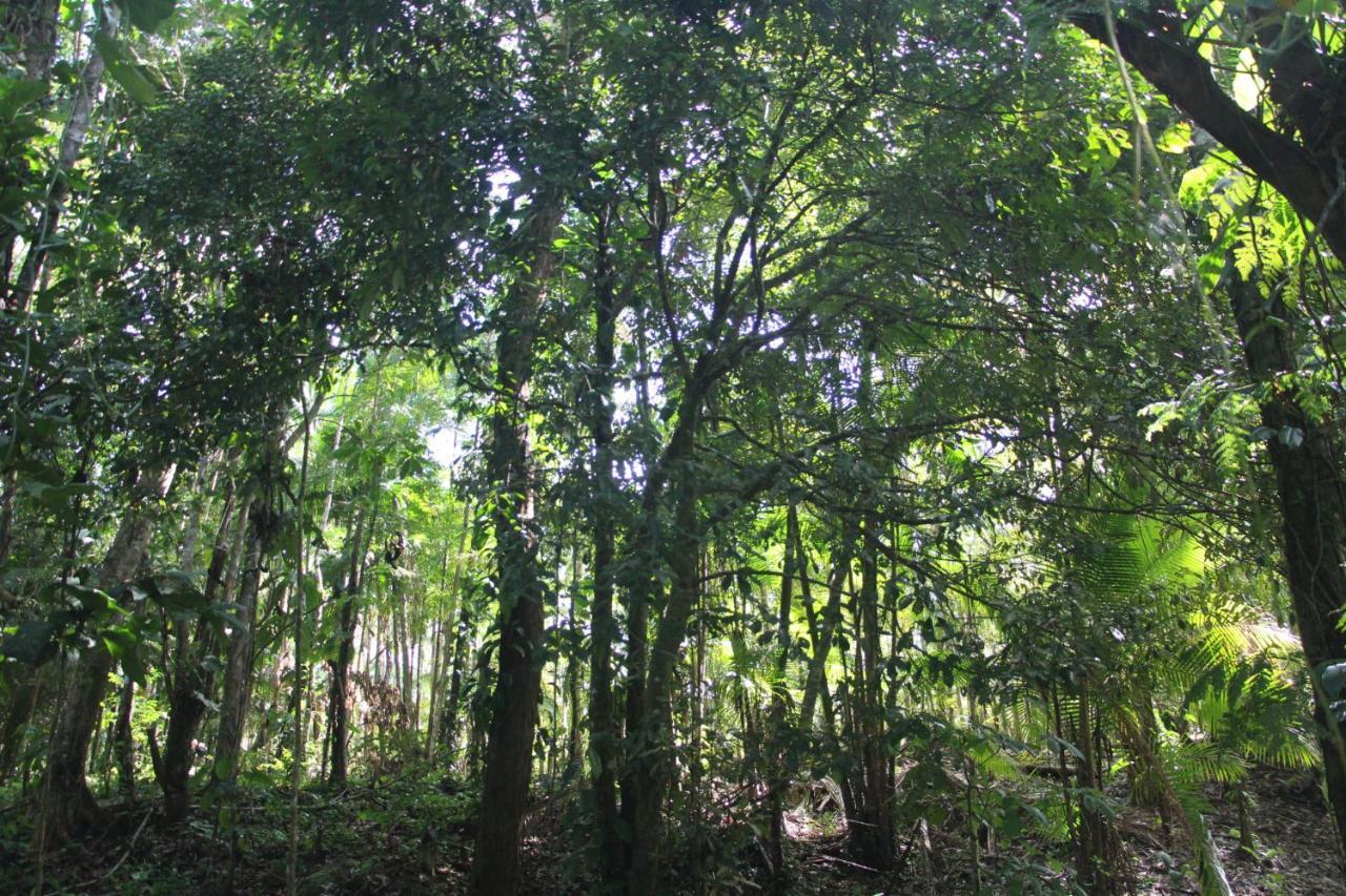 Sitio Das Bromelias Cachoeira Do Tombador Ubatuba Exteriér fotografie