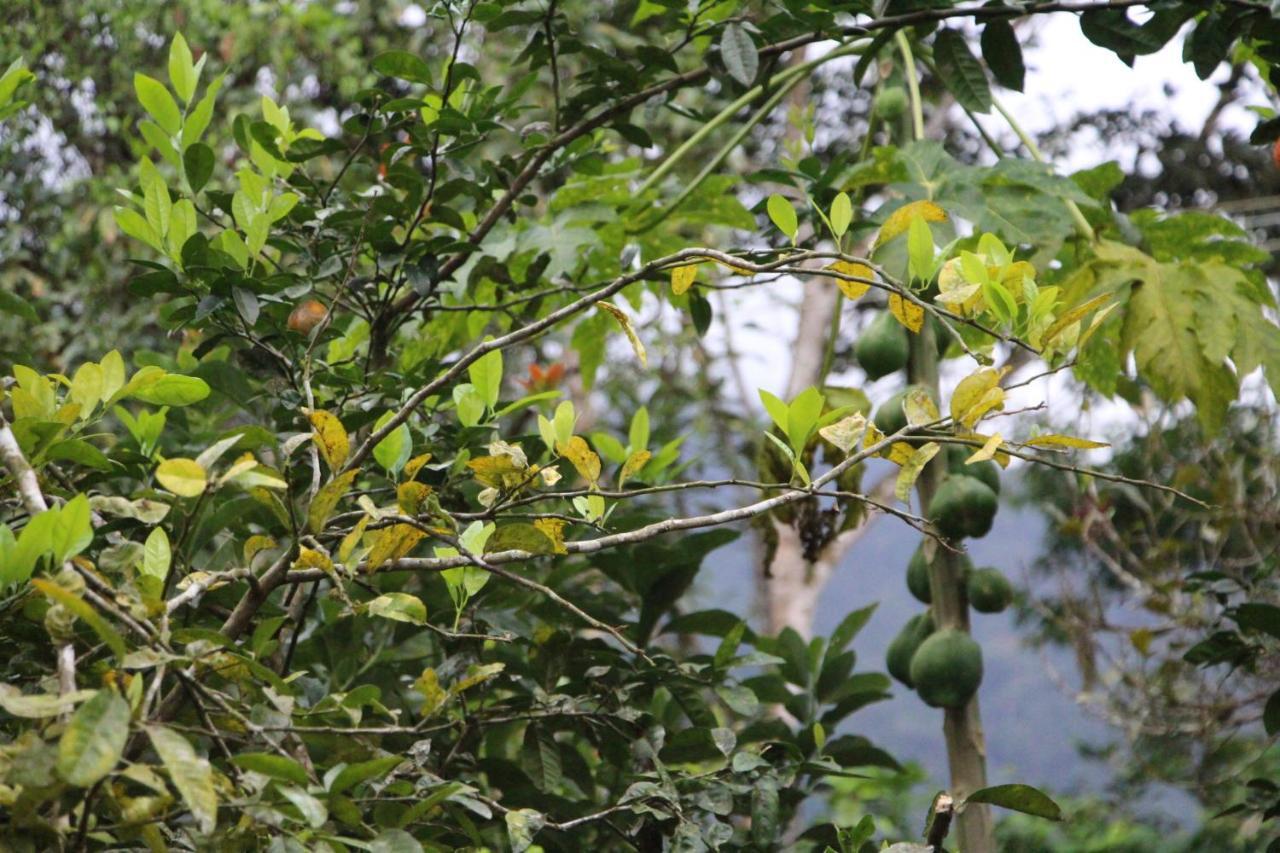 Sitio Das Bromelias Cachoeira Do Tombador Ubatuba Exteriér fotografie